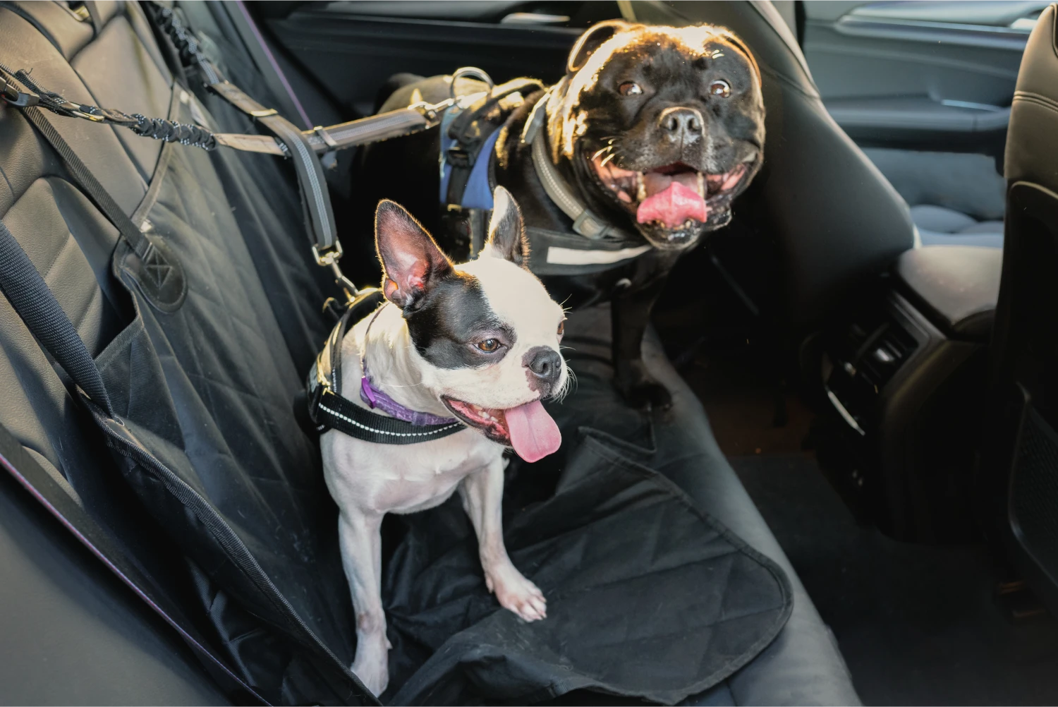 Honda Odyssey Dog Car Seat Belt for Doberman Pinschers