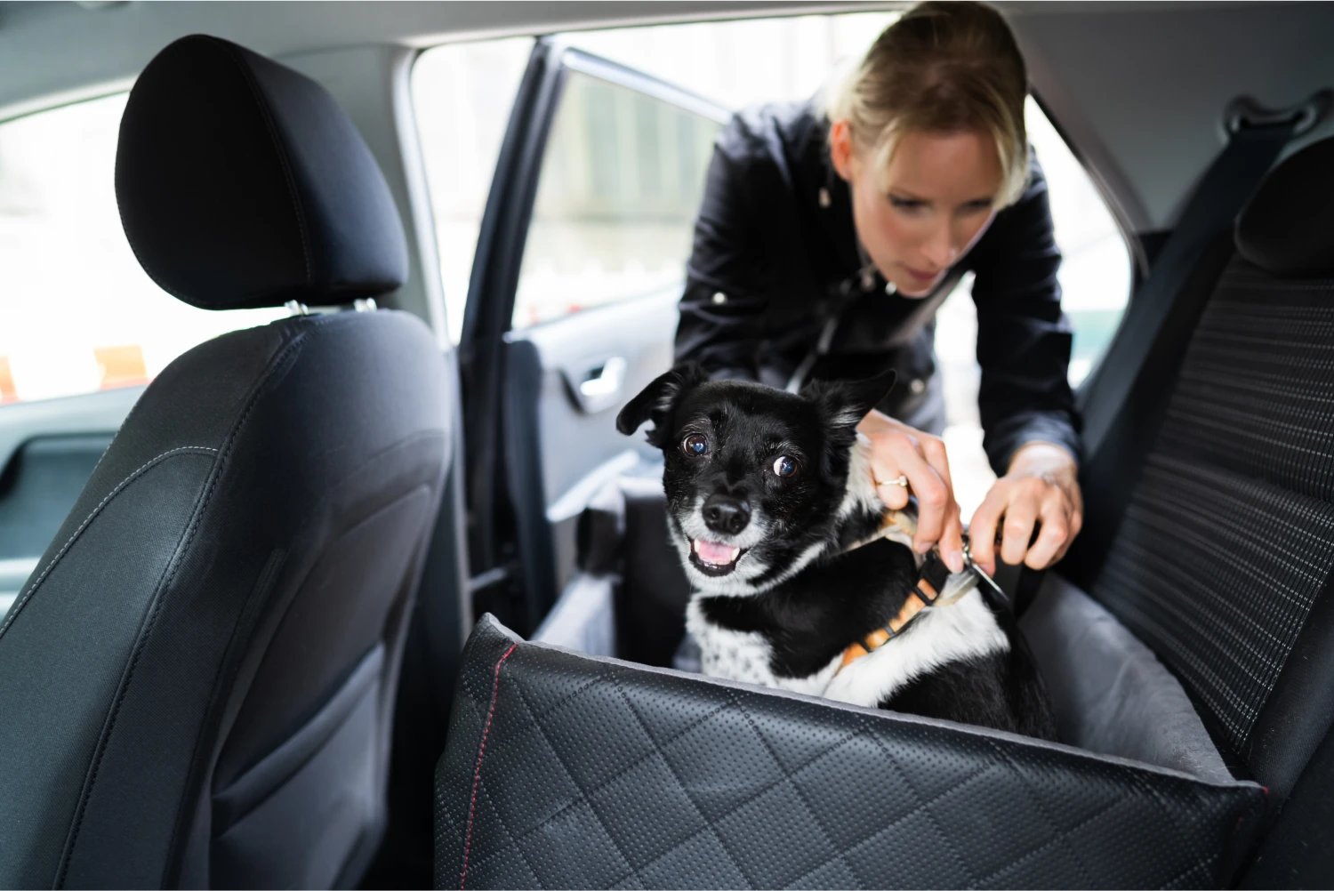 Kia Forte Dog Safety Belt for Standard Schnauzers
