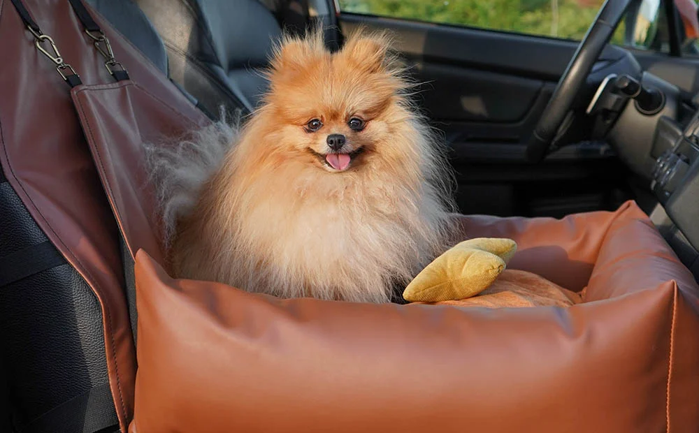 Toyota Sienna Dog Car Seat for Dandie Dinmont Terriers