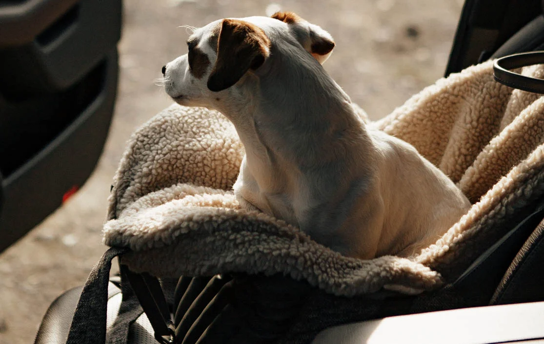 Volkswagen Tiguan Dog Carrier Car Seat for Border Terrier