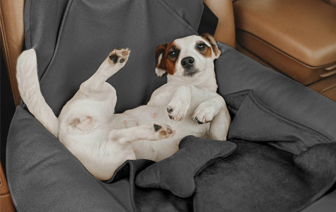 Hyundai Elantra Dog Car Seat for Beagles