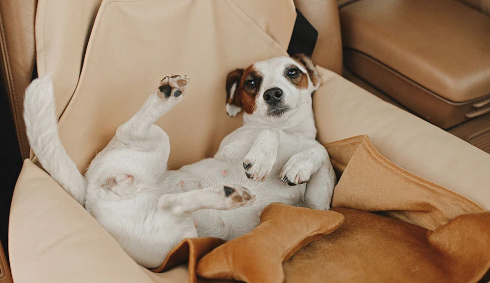 Beagles Dog Car Seat for Jeep Wrangler