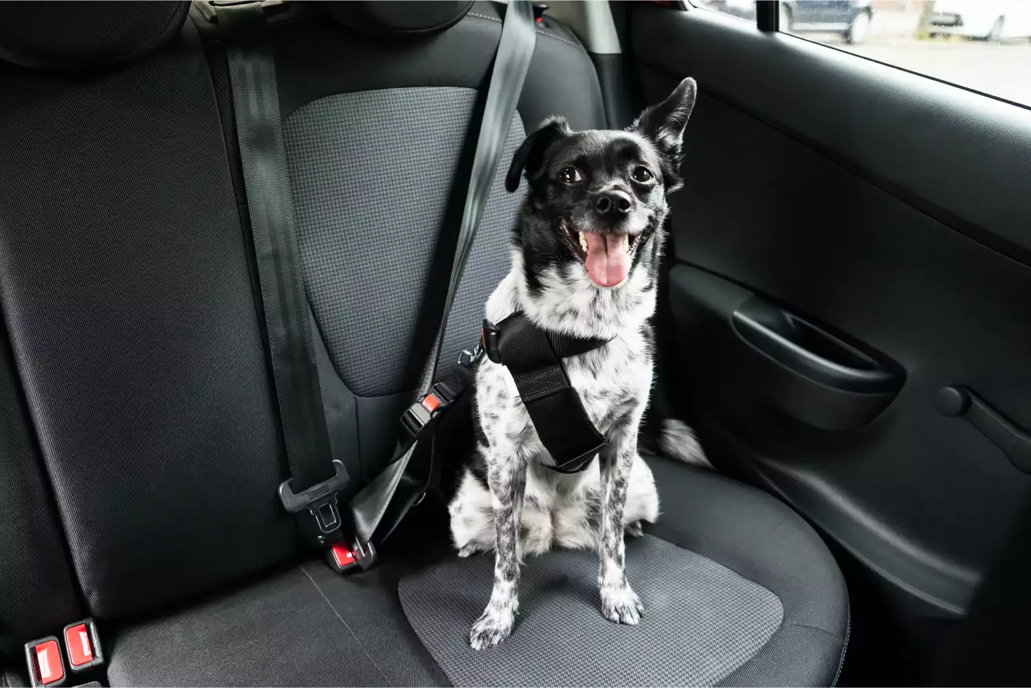 Nissan Sentra Dog Car Seat Belt for Lhasa Apsos
