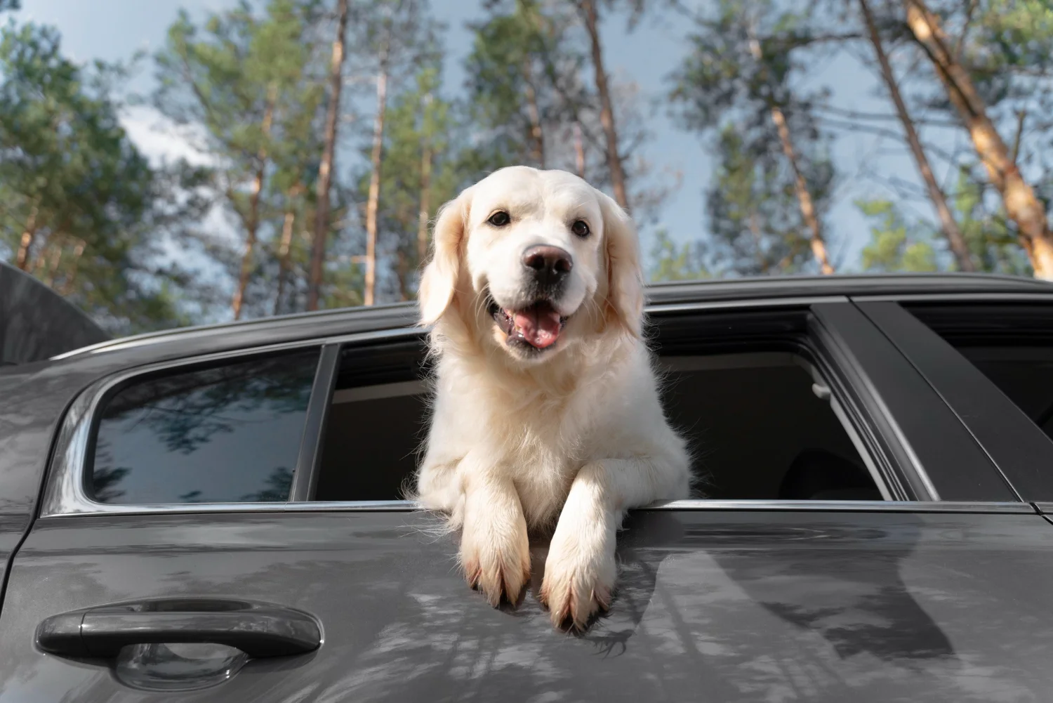Hyundai Palisade Dog Safety Belt for Labrador Retrievers