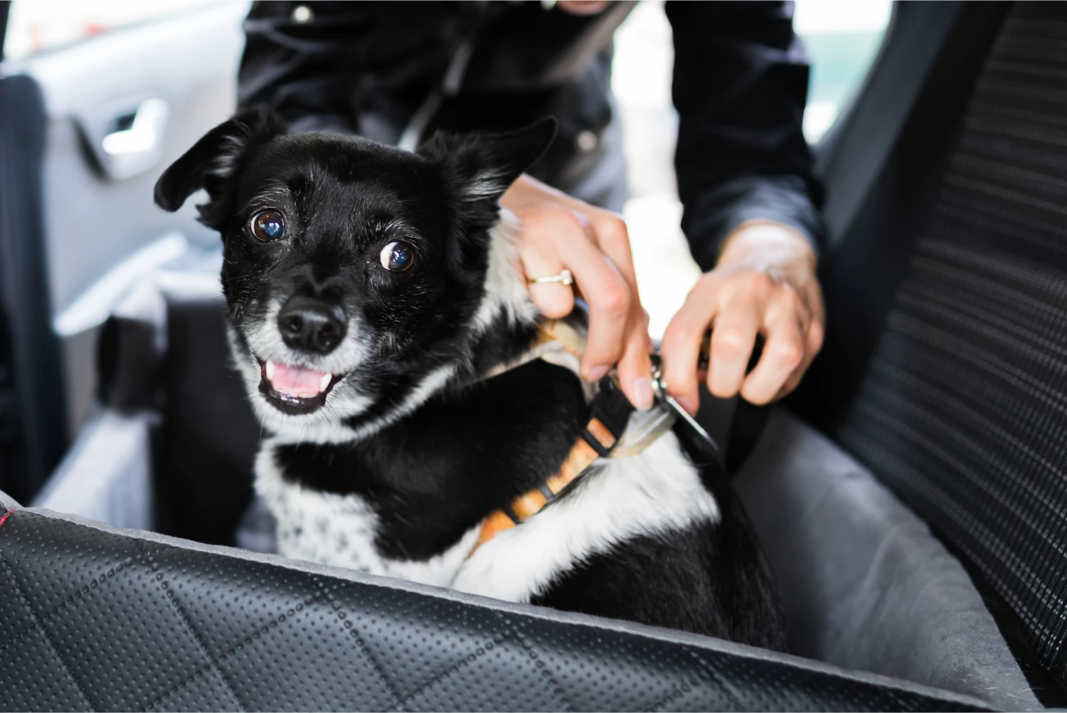 BMW X5 Dog Safety Belt for Dachshunds