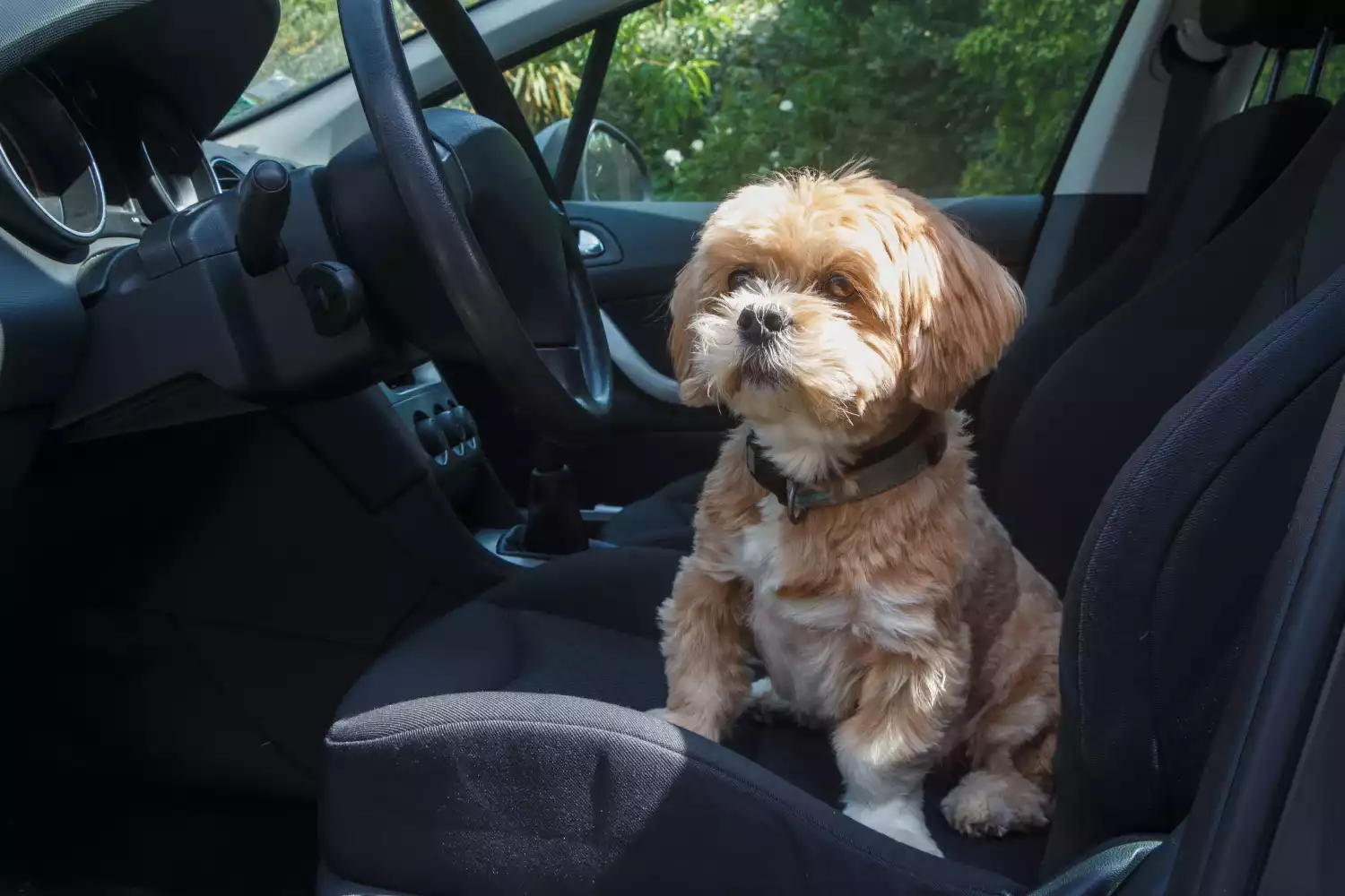 Nissan Sentra Dog Car Seat Belt for Lhasa Apsos
