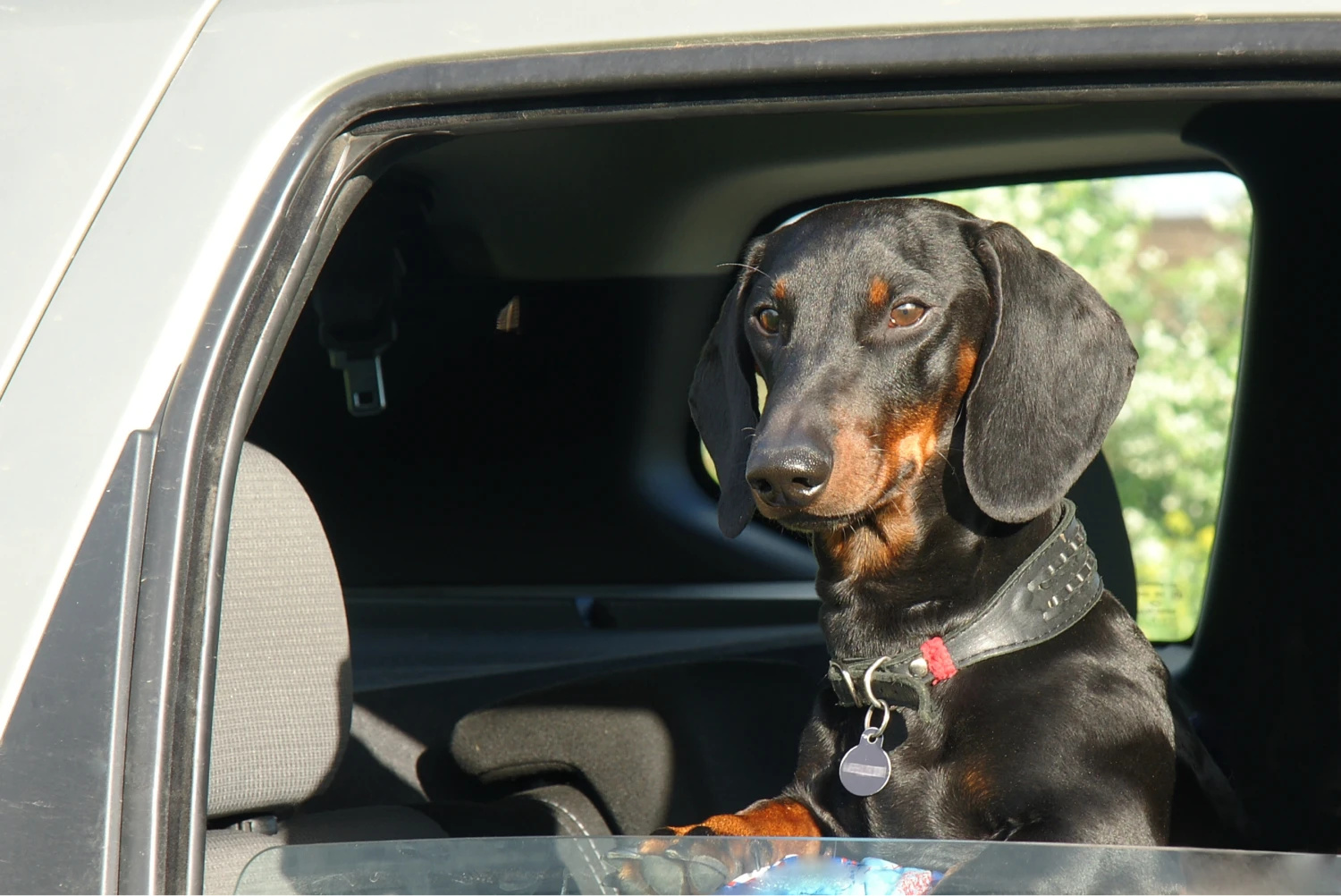 Nissan Rogue Dog Safety Belt for Dachshunds
