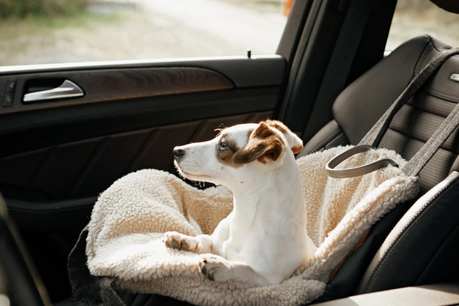 Bichon Frise Dog Carrier Car Seat for Hyundai Santa Fe