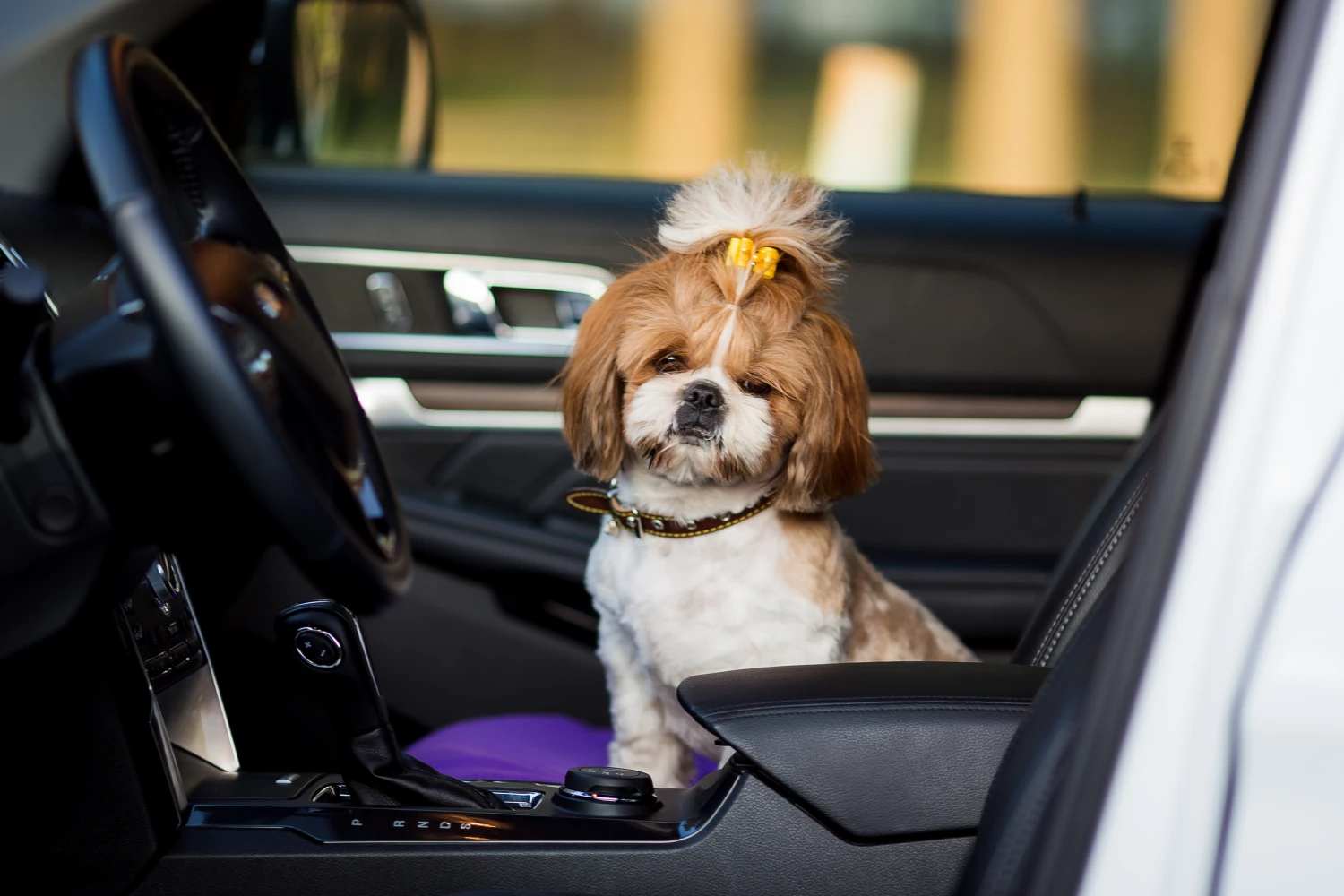 Volkswagen Passat Dog Carrier Car Seat for Toy Tzu