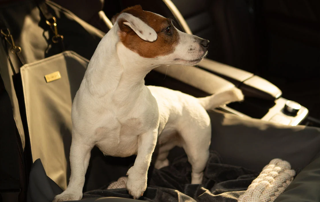 Nissan Sentra Dog Car Seat for Cocker Spaniels